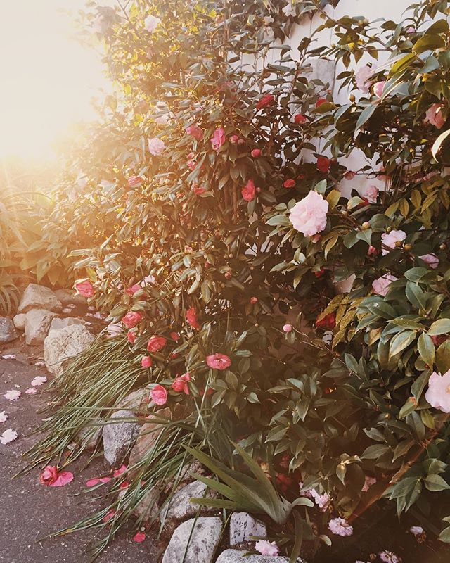 A little magic on a Monday night ✨ #goldenhour #littlebeachcottage #livelagunabeach #ggflorals ift.tt/2n3Josz