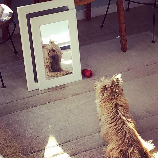 #whatislife #wumpus #pensivedog ift.tt/2DDNWAe