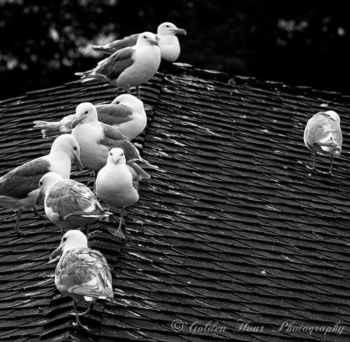 GoldenHourPics's tweet photo. Sometimes it’s nice to just hangout with your friends 👍
.
.
.

#yyj #westcoast #naturephotography #nature #naturepics #photography #goldenhour #bc #westcoastbestcoast #pictures #art #natureart #VancouverIsland #wildlife #wildlifephotography #sharecangeo #sharecanada #parksca… https://t.co/sVeq3hrP9v