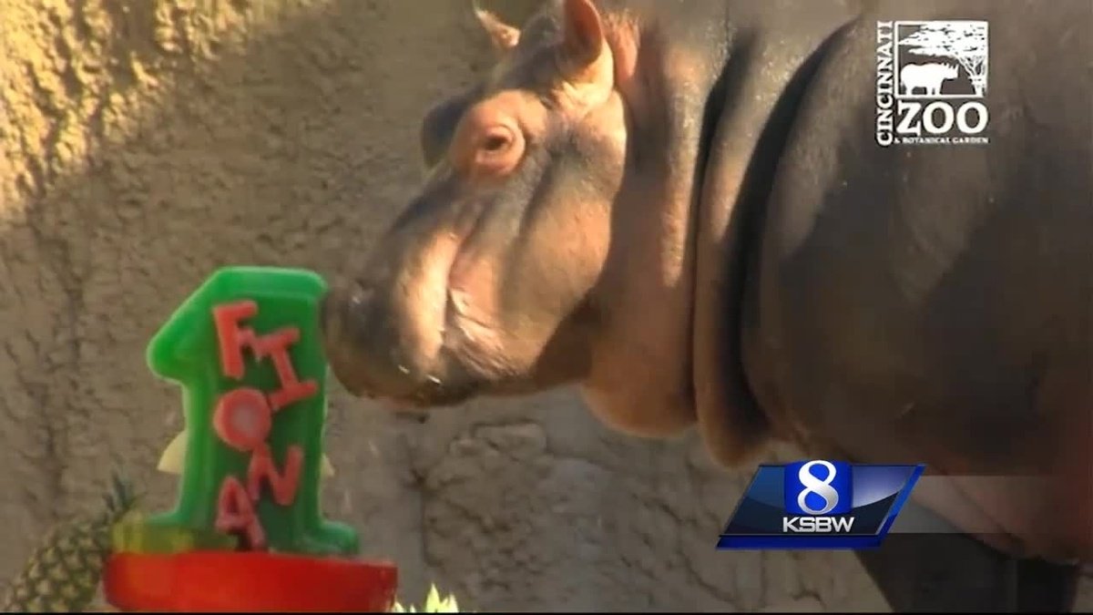 Animal Stories with Dan Green: happy birthday fiona  