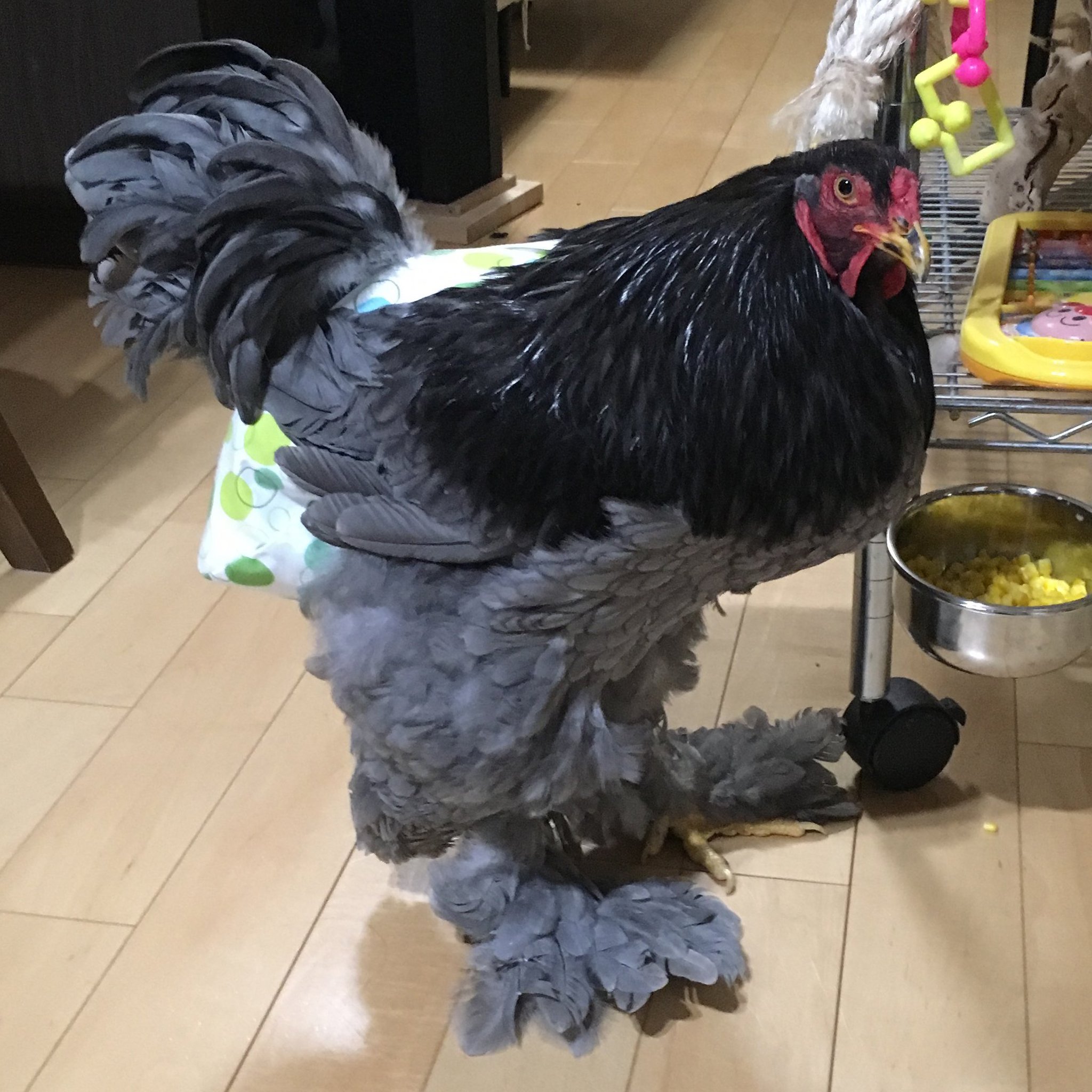 さちよん 鳥さんのおしめを作る会 鳥用おしめの型紙の配布を再開しました 作り方も簡単になって着心地もアップしました ぜひご利用ください T Co Yhmb2ghizz