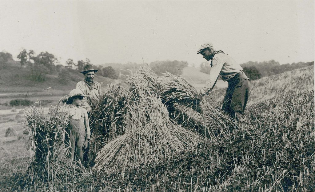 Modern grain crops are absolutely nothing like those our ancestors farmed and used for food, feed and building. Slow steady evolution and breeding produced grain that was rich in nutrients with stalks optimized for harvesting for building by hand. Around 1960 all this changed.