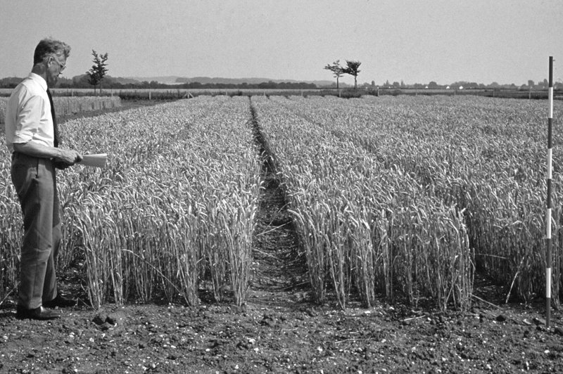 Revolutionary new dwarf varieties were introduced, shorter in length (there goes its use in construction) that gave bigger yields but were far less nutritious (great for businesses terrible for consumers). See how straight/short the modern is compared to the tall bending of old.