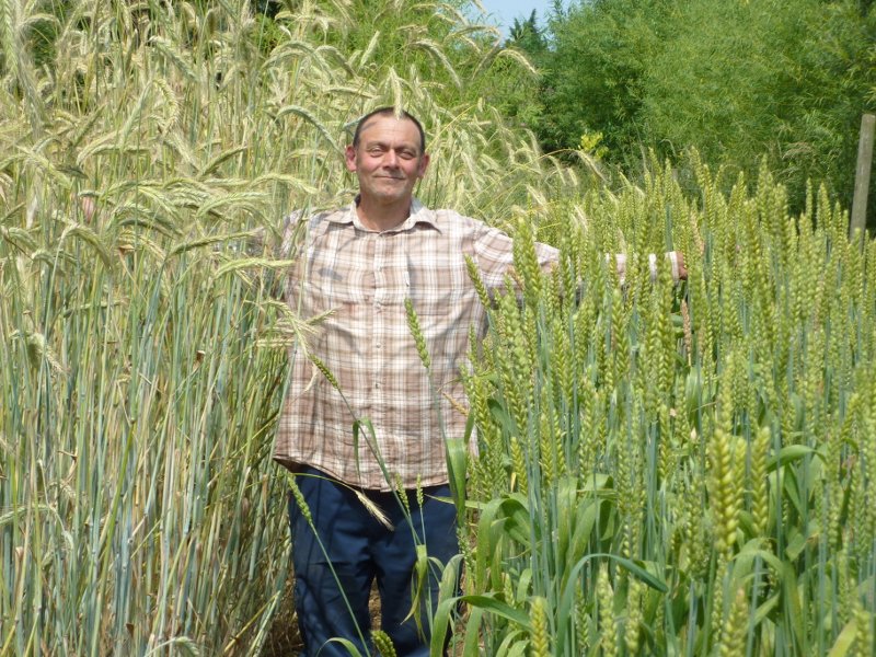 Until the the dwarf breeds were introduced, wheat would grow to about 1.5m, enough to cover most children & many women. Rye would grow even taller, 1.8m. Here's a tall smallholder in Linconshire, England, with rye on his left and spelt on his right (a premodern variety of wheat).