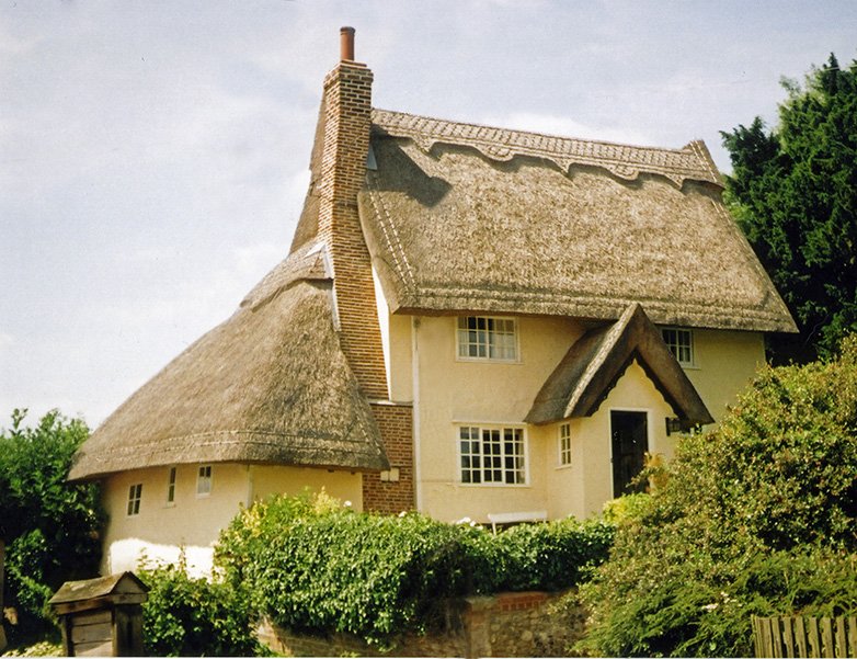 My own relation to grain crops is through roof thatching, for which the stalks of modern wheat is useless. Luckily there are a few commercial growers of thatching wheat and more are returning every year. The grains are excellent for animal feed as well, superbly rich in protein.