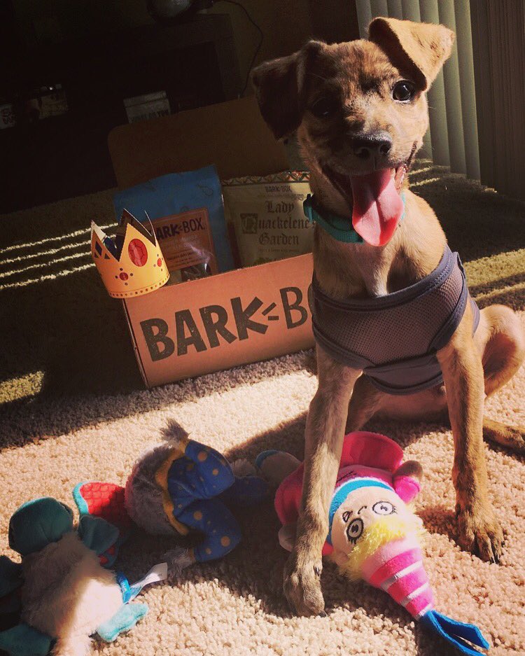 AlyssaAlcaide's tweet photo. @barkbox Flynn is always this happy on Bark Box Day! 😆🎉 https://t.co/DFlpEPzXM9