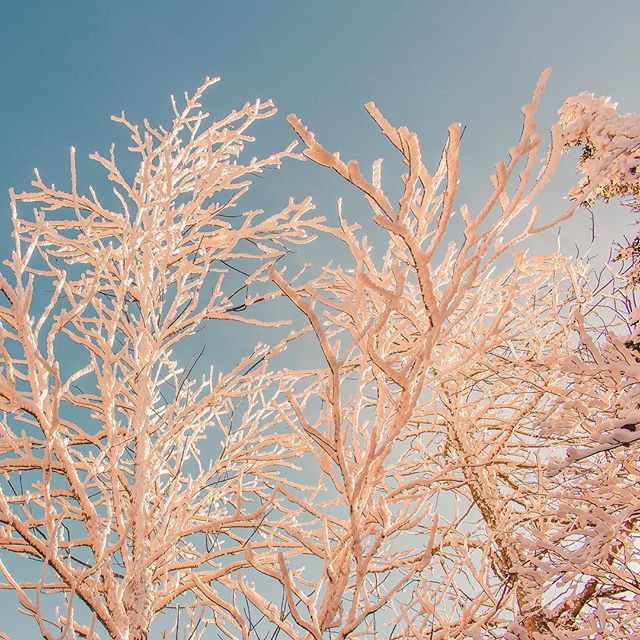 madeinknox's tweet photo. ice trees https://t.co/Px03xeNzco https://t.co/zzYVSHiThq