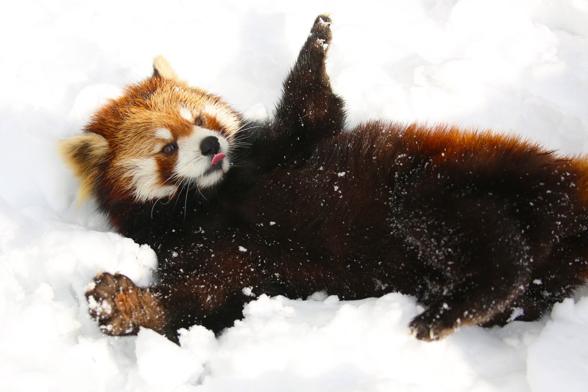 キュン死にしそう 雪を体いっぱいにつけて遊ぶレッサーパンダが天使のように可愛い Togetter