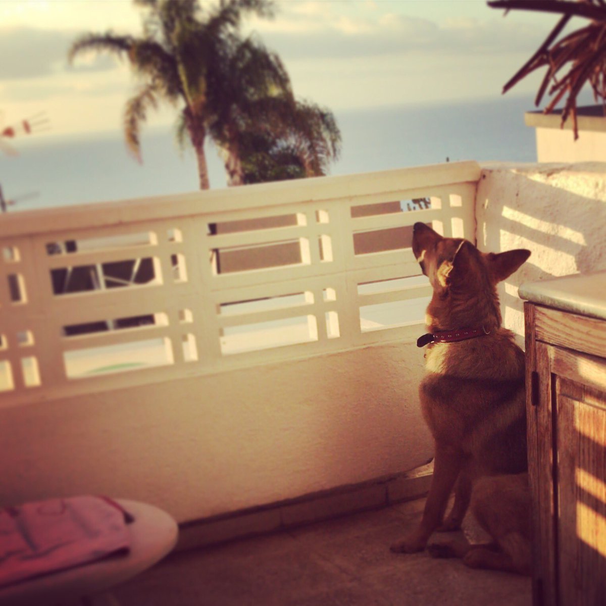 Lauramoramad's tweet photo. Rayito de sol 🌞❤️me encanta pillarla distraída disfrutando de la vida como solo ella sabe #arya #esunsol https://t.co/yllvpyw0tT