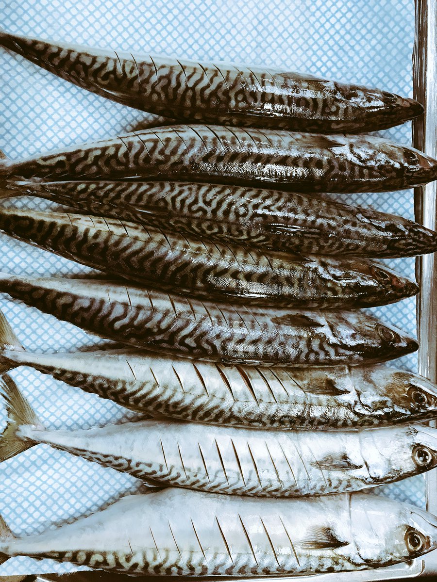 Fresh Mackerel in this Morning #Fresh #fish #food #mackerel #whole #wholemackerel #kitchen #chef