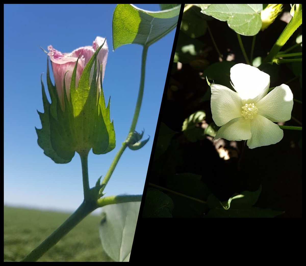auscottltd's tweet photo. It’s cotton flower season! Lovely colours in Warren and Moree... https://t.co/x5UVQnfJKW