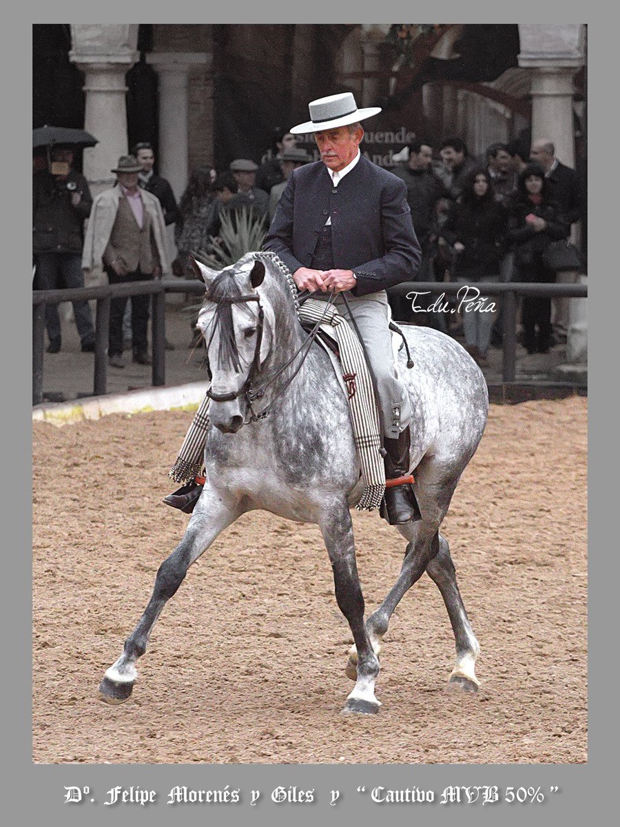 edupenafoto's tweet photo. D°. Felipe Morenés y de Giles montando a "Cautivo MVB 50%" en Caballerizas Reales de Córdoba. @CordobaEcuestre @CordobaEnamora @FotosAndalucia @viveandalucia @spain #domavaquera #hispanoarabe #hiar #Cordoba #CordobaEcuestre #JerezDeLaFrontera #Andalucia #España #Spain https://t.co/hyzk21TJM2