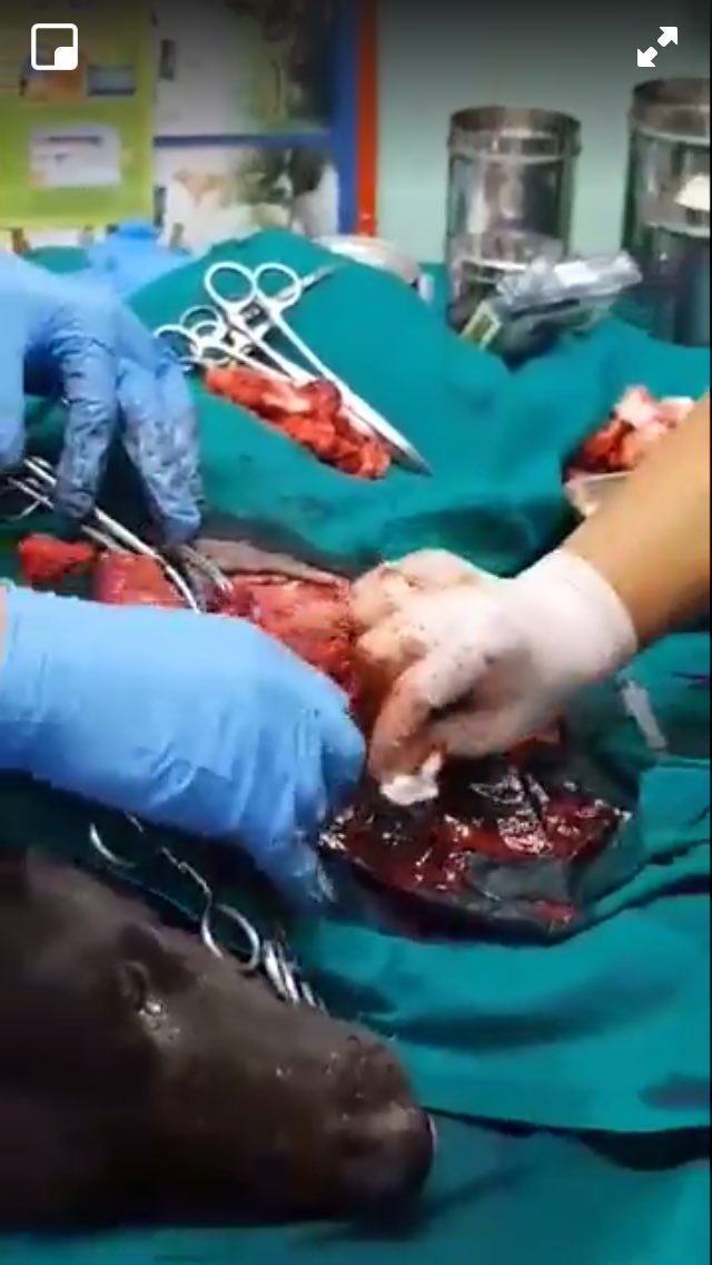 TheSoundOfAnim1's tweet image. The surgery is finished his leg was removed, he will liv with 3 legs, he will survive this is the work of #thesoundofanimals donations are needed we cannot save without your help #rescued #survivor #dogmeattrade