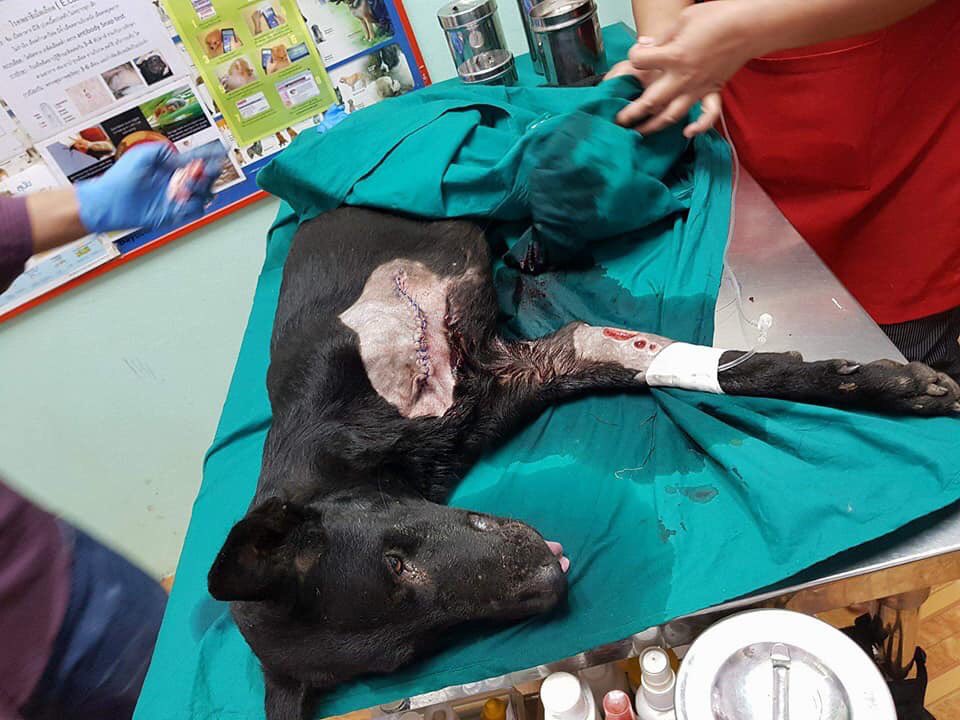 TheSoundOfAnim1's tweet image. The surgery is finished his leg was removed, he will liv with 3 legs, he will survive this is the work of #thesoundofanimals donations are needed we cannot save without your help #rescued #survivor #dogmeattrade