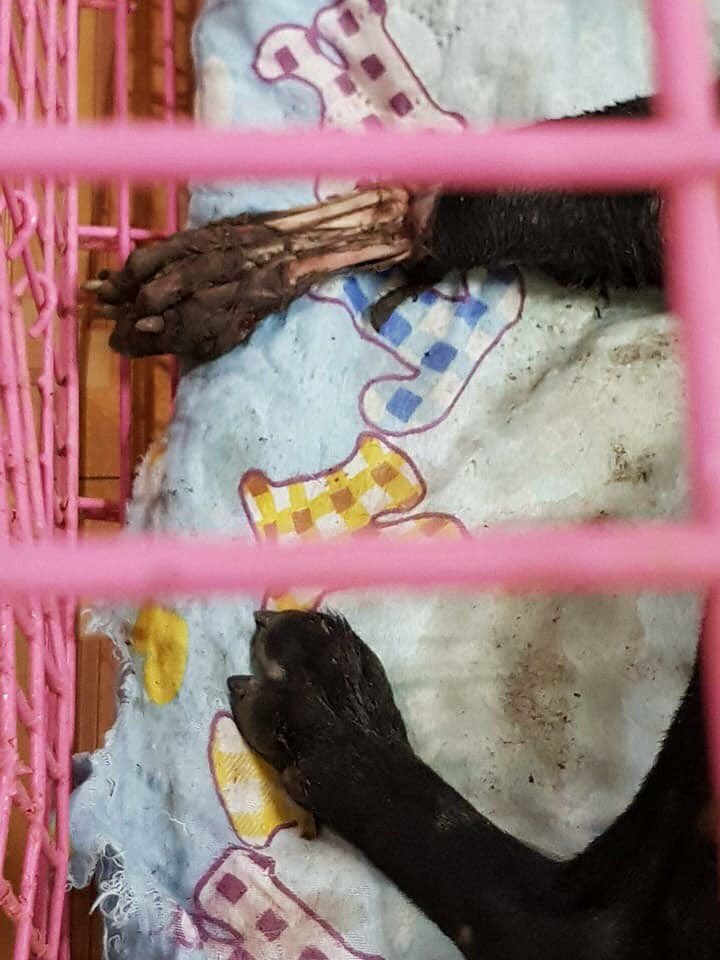 TheSoundOfAnim1's tweet image. The surgery is finished his leg was removed, he will liv with 3 legs, he will survive this is the work of #thesoundofanimals donations are needed we cannot save without your help #rescued #survivor #dogmeattrade