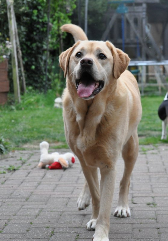 yourdog's tweet photo. Happy Tuesday, dog lovers! Show us your dog's #TongueOutTuesday pics — we'd love to see them! Here's reader's dog, Rufus to start things off... https://t.co/GiriTCRveJ