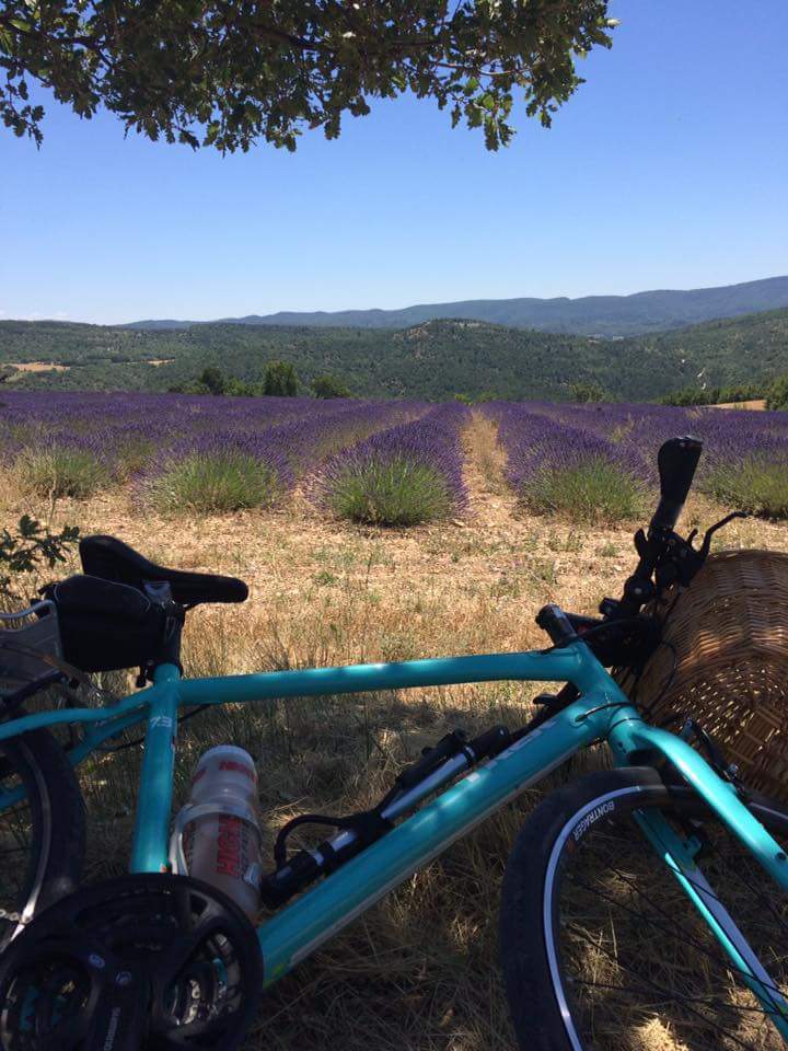 Blue bike laid on the ground in front of a large lavender field