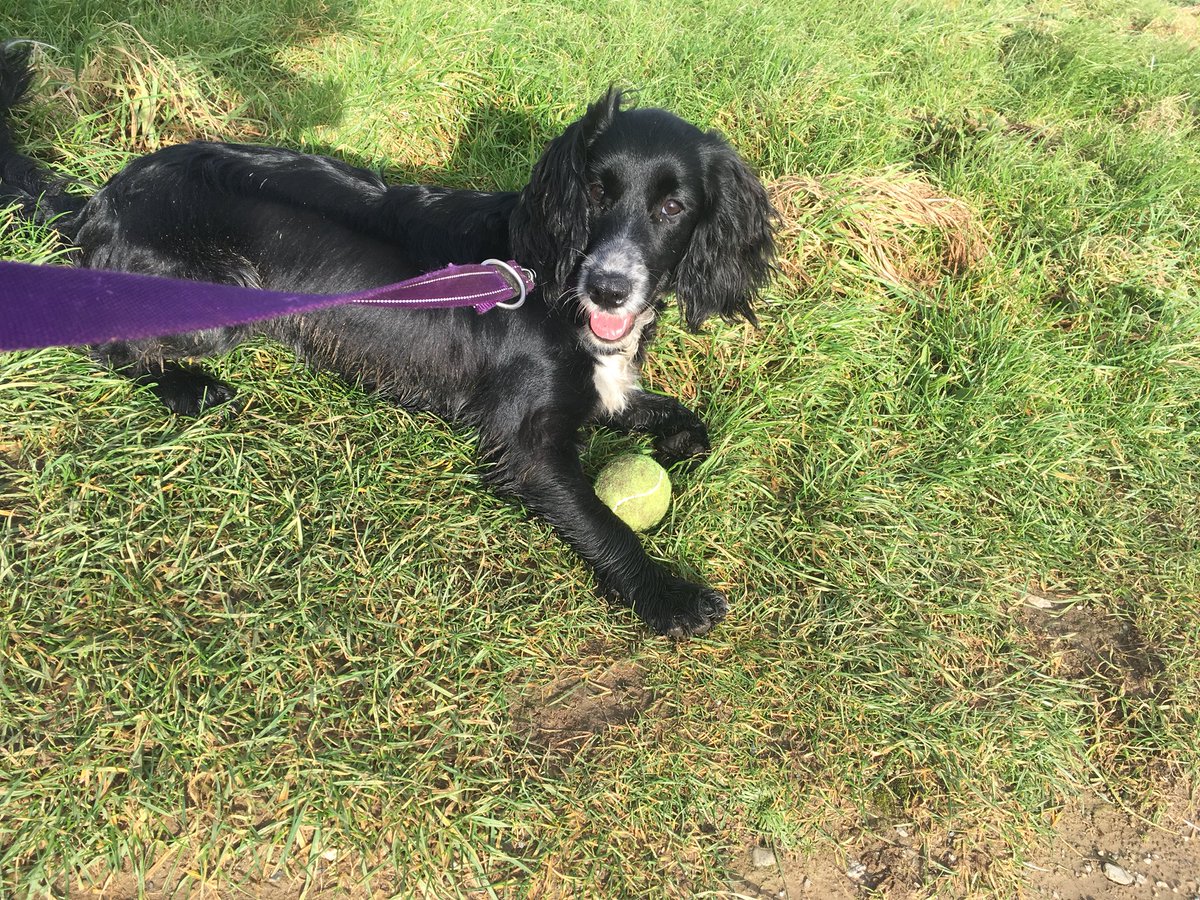KernowK9's tweet photo. First walk of the day with this beautiful pup #dog #dogwalker #dogwalking https://t.co/BIqmzudeJ6
