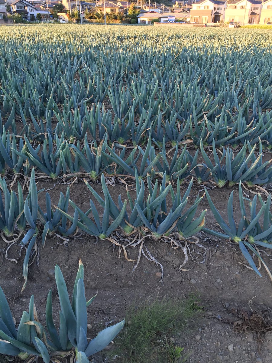 中川ホメオパシー Mother2のどせいさんの ぐんまけん っつう謎のセリフ 海外版だと Dakota になってて あーなるほどーって感じ