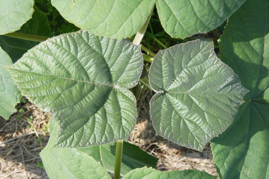 Energiepflanze's tweet photo. Wenn mal wer etwas mehr Zeit zwischendurch hat: ausführlicher Artikel über #Paulownia von A-Z: https://t.co/WzXeZFauL4 #Blauglockenbaum #Kiri #Kiribaum #Kaiserbaum https://t.co/LGAPhCi8ZP