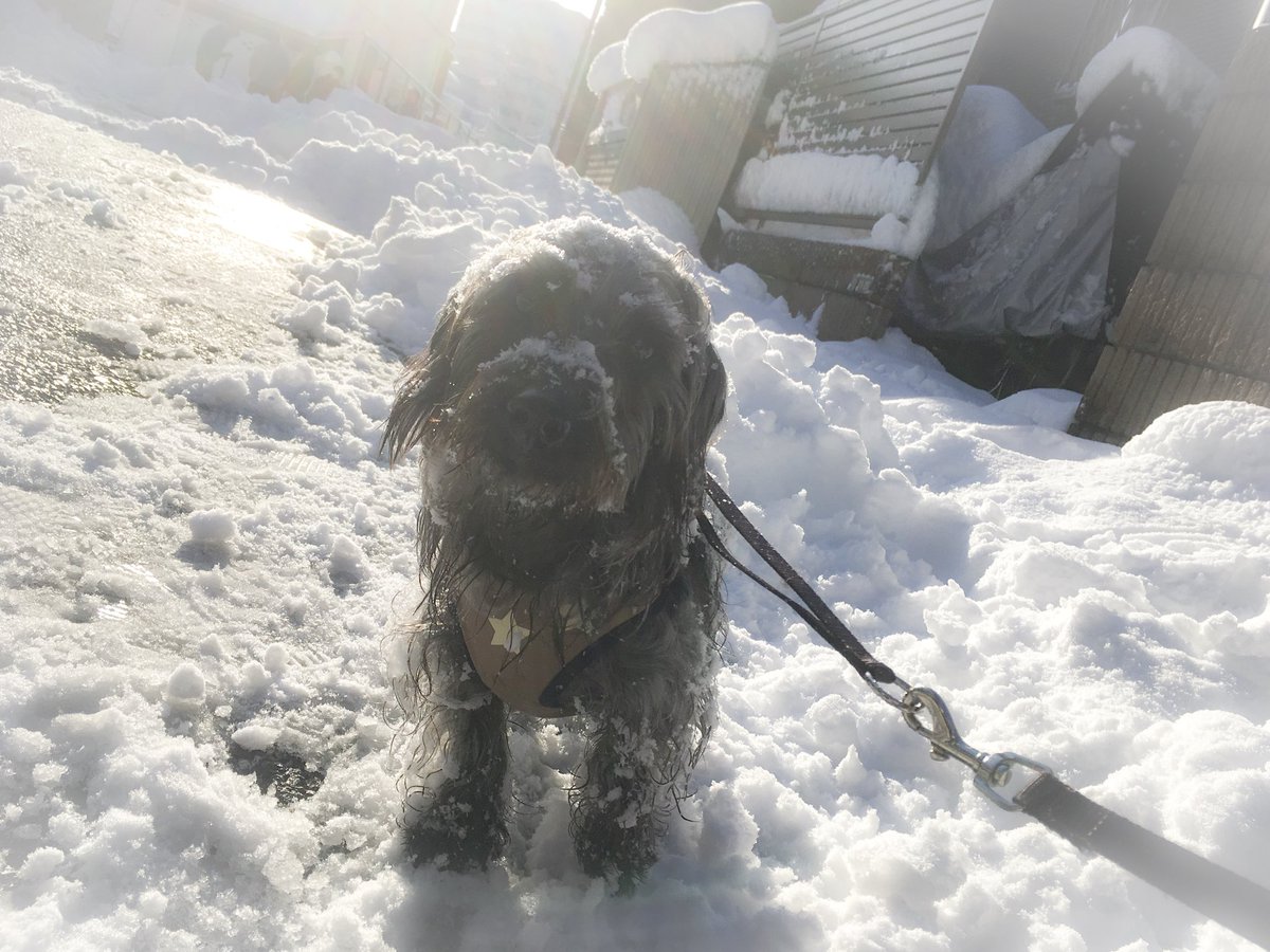 ___pokieve's tweet photo. 今日はお家で引きこもり🏡
でも、雪遊びはしてきたよ笑 https://t.co/nKipAhZVCy