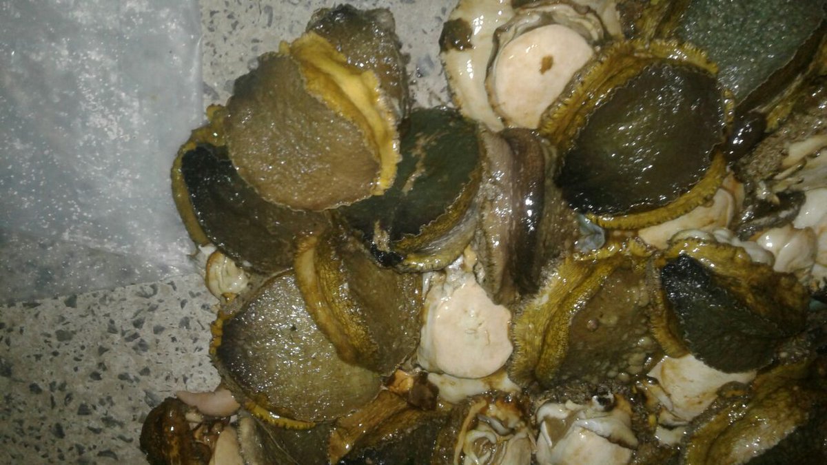 Tell me pliz What are the clam shells, herbivorous, carnivorous, parasites, corpses Tell me pliz What are the clam shells, herbivorous, carnivorous, parasites, corpses