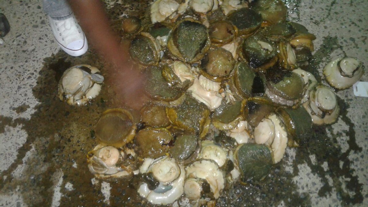 Tell me pliz What are the clam shells, herbivorous, carnivorous, parasites, corpses Tell me pliz What are the clam shells, herbivorous, carnivorous, parasites, corpses