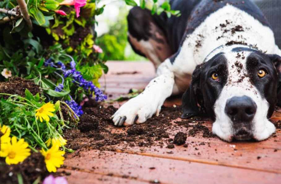 ACECLEANUK's tweet photo. With all of this rainy weather it isn't just the little ones getting mucky. Keep your household clean and stain free with our ACE product range. #AcePets https://t.co/thCxYKtuYc https://t.co/McOGCnP477