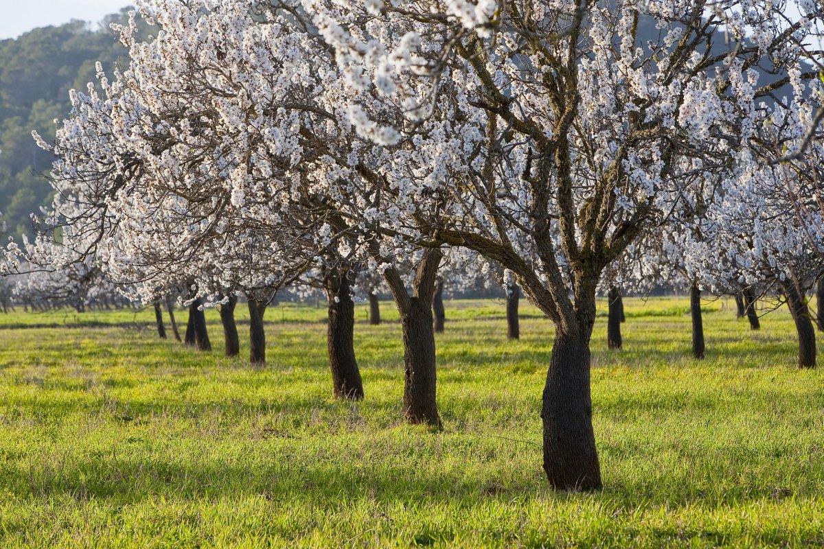 From the end of January to the beginning of March the Corona Valley, celebrates the #almondblossom. This visual show can be enjoyed by making several #routes through the valley surrounding #SantaAgnèsdeCorona #ibizainwinter #almondtrees