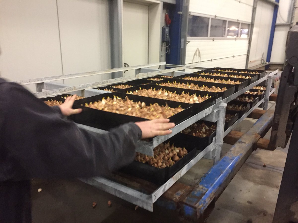 janslik's tweet photo. Vandaag planten we de #tulpen af broei proeven @iperen_nl bemesting strategieën in de teelt via rijenbemesting en blad bemesting en verschillende vuur schema’s uitgevoerd in de teelt 2017 @Powerline_mest #powerstart #akker #oogst2018 https://t.co/LmaeEbEfms