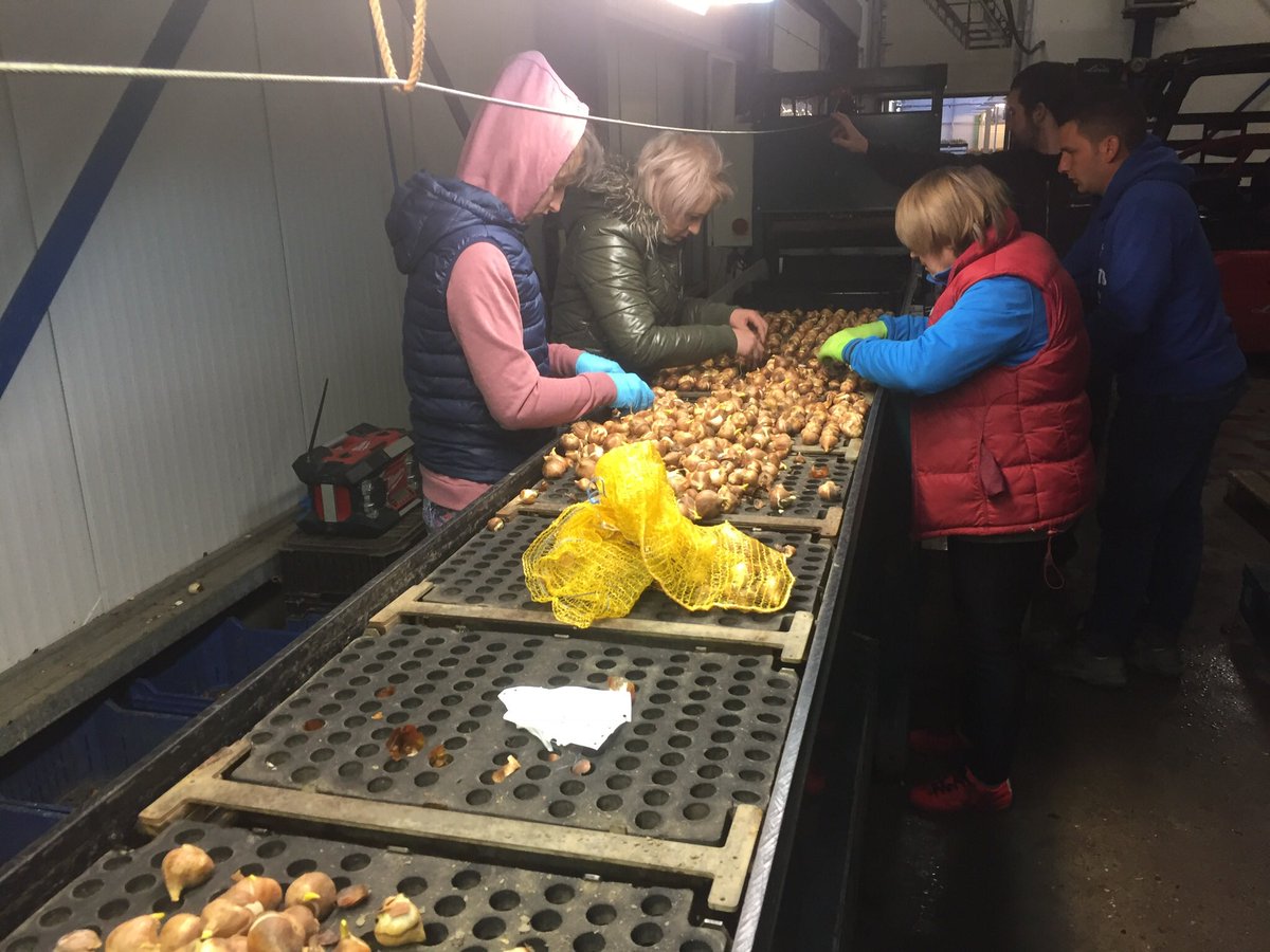 janslik's tweet photo. Vandaag planten we de #tulpen af broei proeven @iperen_nl bemesting strategieën in de teelt via rijenbemesting en blad bemesting en verschillende vuur schema’s uitgevoerd in de teelt 2017 @Powerline_mest #powerstart #akker #oogst2018 https://t.co/LmaeEbEfms