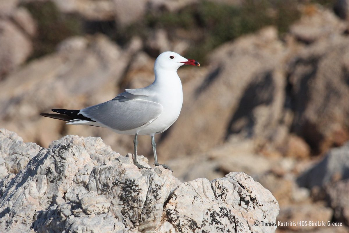 SaveSeabirds's tweet photo. 1 million hectares of protected waters: @ornithologiki  secures massive extension of Greece’s #Natura2000 network #SaveSeabirds #OceanAlert https://t.co/vFvV8FYaAq https://t.co/lRHHlYRNN4