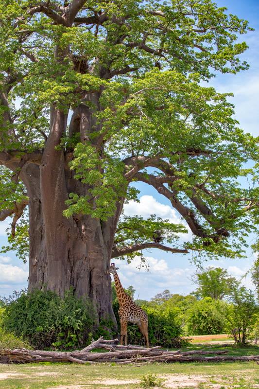 When a giraffe looks this little, you know it's a tall tree! 

Photo by Mfuwe Lodge guest, Lesley Weaver. bit.ly/2CUQYAH #WildlifeWednesday #Safari #Zambia #Travel