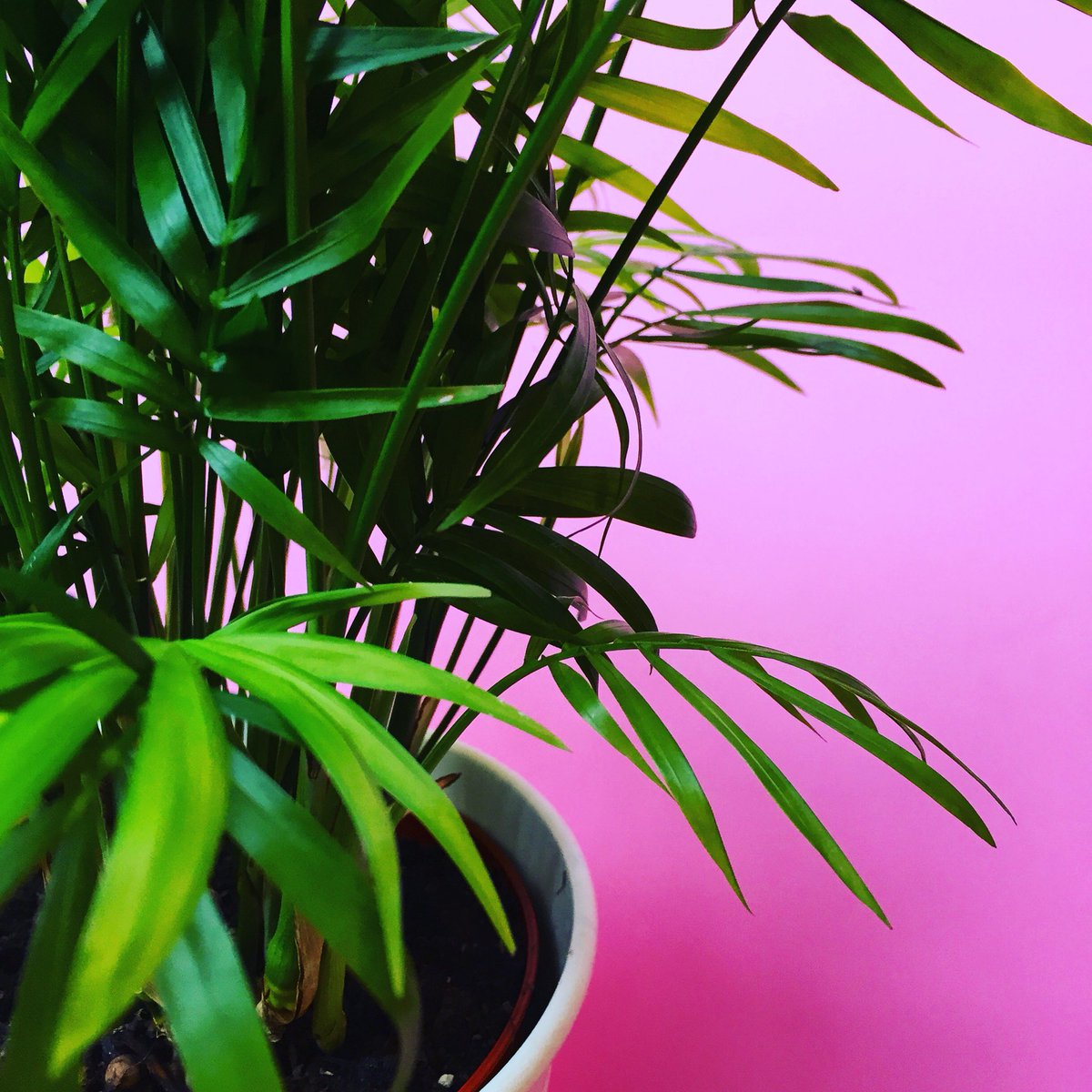 Collecting shapes for new designs 🌿🍃🌱