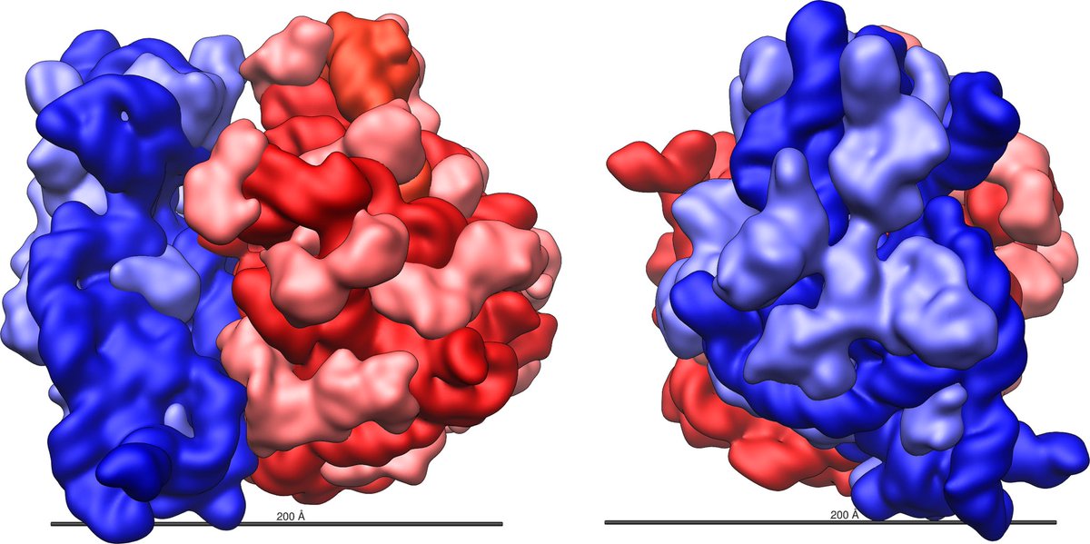 r1bosome's tweet photo. Two subunits? More like two organelles in one. #productivity #efficiency #synthesis #voteforme https://t.co/DrqZADIfRA