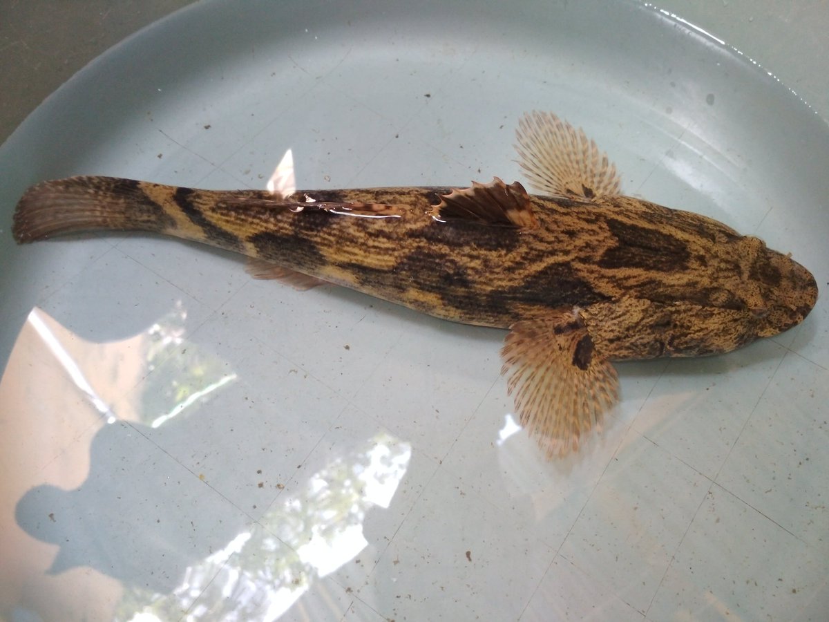 Dvta5's tweet photo. Ikan apa ne di tempat kalian namanya? https://t.co/xWD8vhHxQs