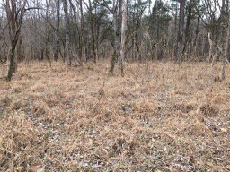 evcrocker's tweet photo. Can you spot the #Invasive plants?  Enjoying the warm weather with a little winter scouting at #Floracliff Nature Sanctuary https://t.co/dtSMl6tDAT