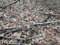 evcrocker's tweet photo. Can you spot the #Invasive plants?  Enjoying the warm weather with a little winter scouting at #Floracliff Nature Sanctuary https://t.co/dtSMl6tDAT