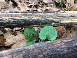evcrocker's tweet photo. Can you spot the #Invasive plants?  Enjoying the warm weather with a little winter scouting at #Floracliff Nature Sanctuary https://t.co/dtSMl6tDAT