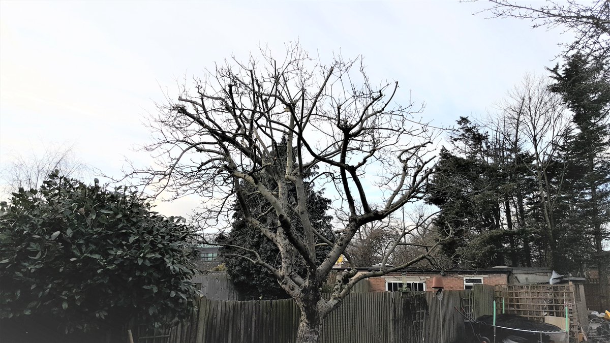 gary_tree tweet picture
