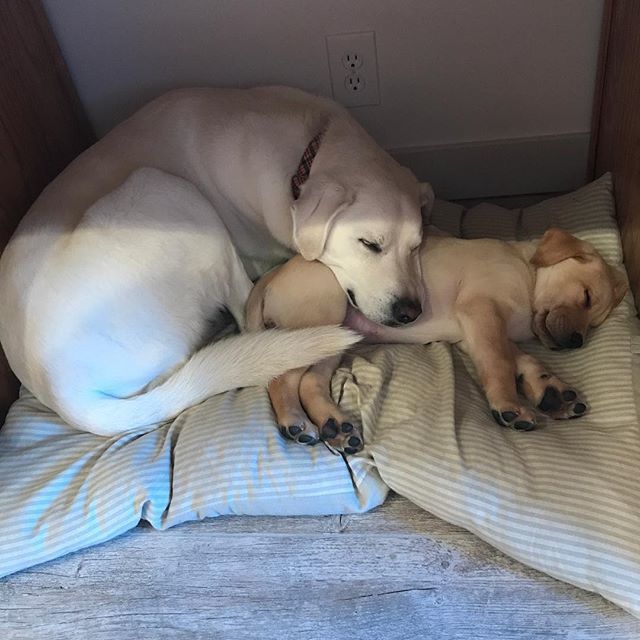 Meet our newest office pup Piper! We see lots of Odor Universe Pet Spot and Stain Remover in our future. Get yours today at odoruniverse.com ift.tt/2E1TmmA