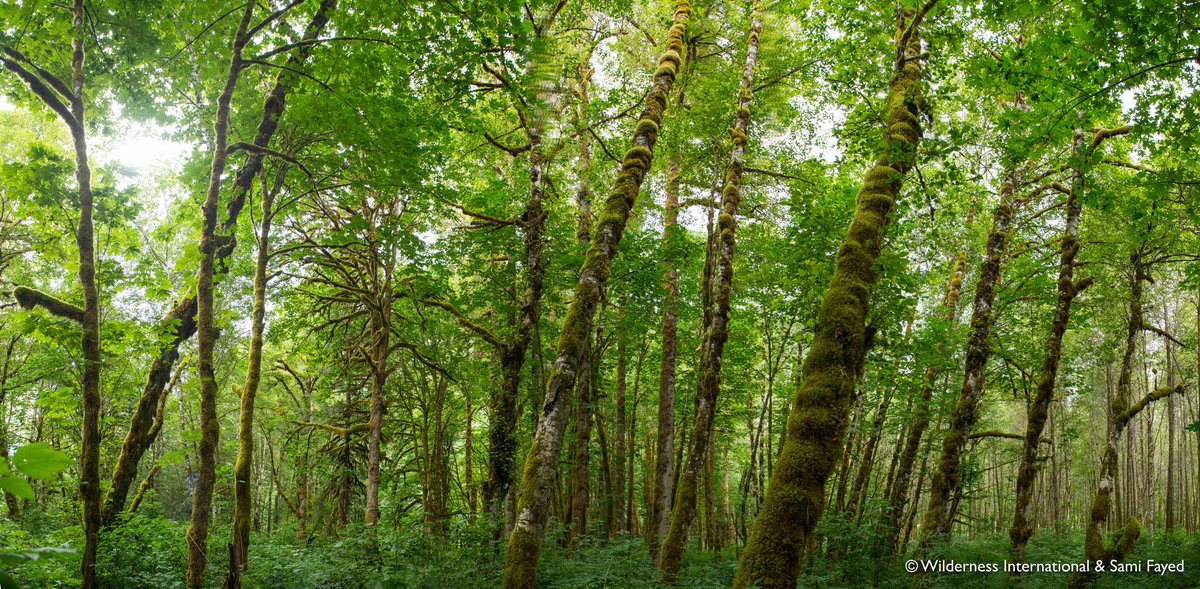 How can I help to protect the rainforest?

Regular Donation or Wilderness as a present

Increase of Foundation Capital

Sponsor prizes for the Walk fort he Wild

Become a Sustaining Member

Take part in the Walk for the Wild

Join our Team as a volunteer