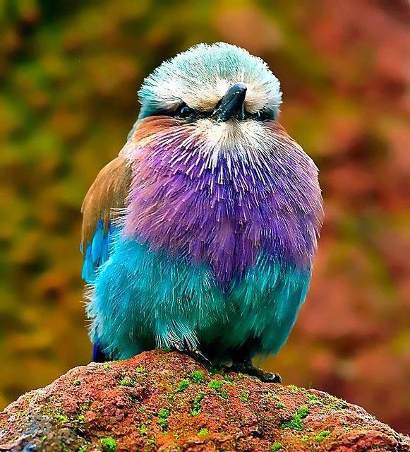 Strange_Animals's tweet photo. The lilac-breasted roller is a gorgeous, but highly aggressive bird from Africa. https://t.co/5O3WlW7uG6