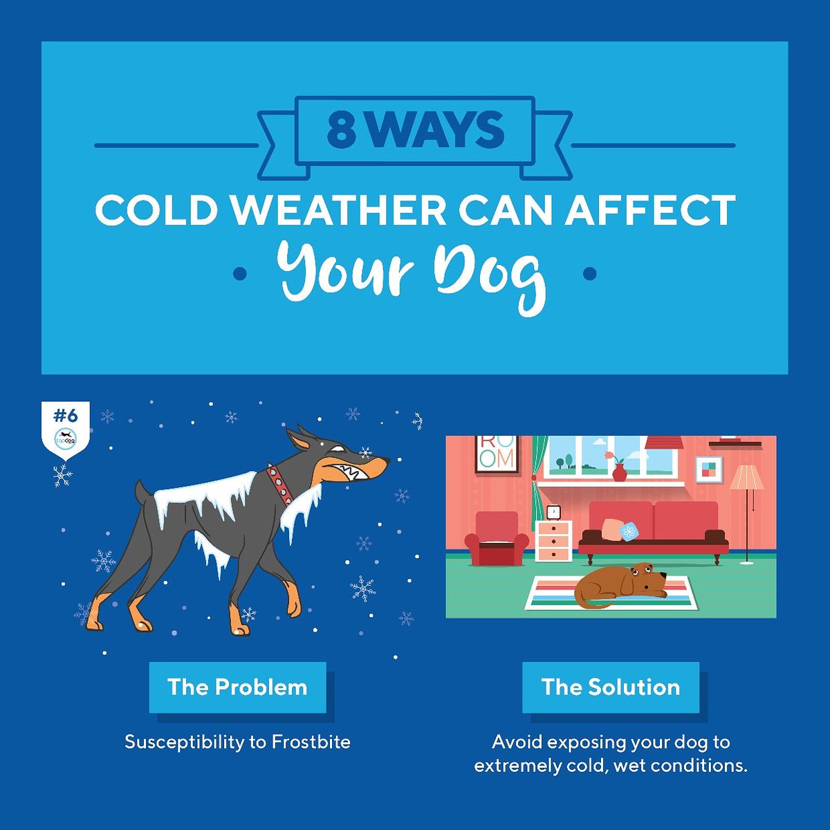 TopDogHealth's tweet image. Day 6 #Cold #Weather #Facts: When a dog is exposed to extreme cold their blood vessels constrict. The combo of decreased blood flow and cold temperature can lead to freezing of the tissues, aka #frostbite.
Check out our blog for the solution. bit.ly/2loFjzs