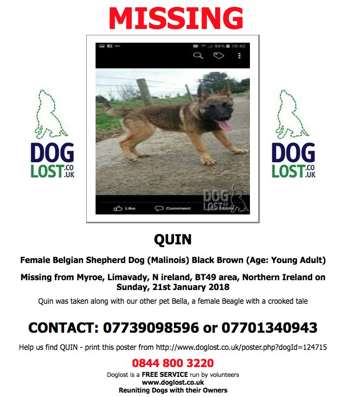 DogLostUK's tweet photo. https://t.co/jt1sXwNKjV #LOST QUIN (Missing with BELLA)
Female #BelgianShepherdDog #Malinois
Missing from #Myroe #Limavady #BT49 #NorthernIreland on Sunday, 21st January 2018 https://t.co/t4WmrGlPhK https://t.co/QGpXzJw3EN