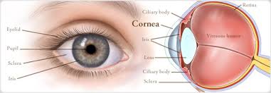 Alex_Shortt's tweet photo. What is the Cornea - Mr Alex J. Shortt - Consultant Eye Surgeon & Clinical Academic Ophthalmologist
https://t.co/HrbwE7NEmU
#AlexShortt #Cornea #Ophthalmology #Eyecare #EyeBlog #eyehealth #HarleyStreet #London #Consultant https://t.co/JZjjJvAydl