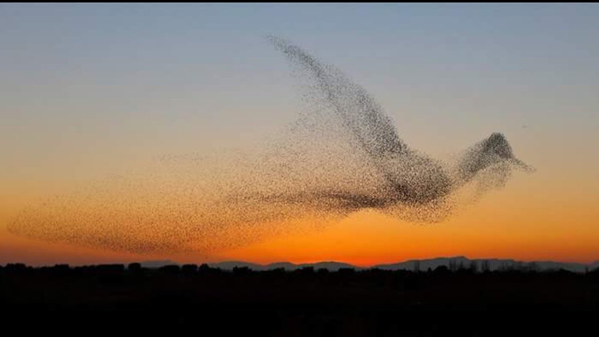 Photographer captures one in a million photo of a folk of birds. #beautiful #Photographer #photography #flokofbirds #oneinamillion