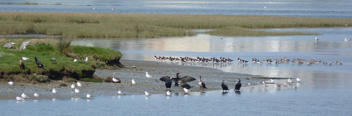 SEO_BirdLife's tweet photo. 🔜 💧 Quedan muy poco para volver a celebrar #DíaMundialdelosHumedales   ¿Por qué son importantes? ¿Cuáles están en peligro? Como puedes defenderlos? https://t.co/1ZZp9wmiv1 @RamsarConv https://t.co/PUePD3Wkjo