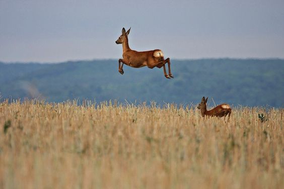 NajivuniaUkenya's tweet photo. EXCITE your inner EXPLORER by TRAVERSING across our scenic &amp; spectacular #MagicalKenya. #WhyILoveKenya 👌👌👌 https://t.co/sQsmKgeVFf