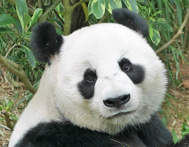 omarubucho's tweet photo. シンガポール部【SINGAPORE CLUB】
River Safari リバーサファリ
コンパクトに楽しめてパンダも見れる動物園
https://t.co/sw1ciAR1Pd https://t.co/jcSONLHljq